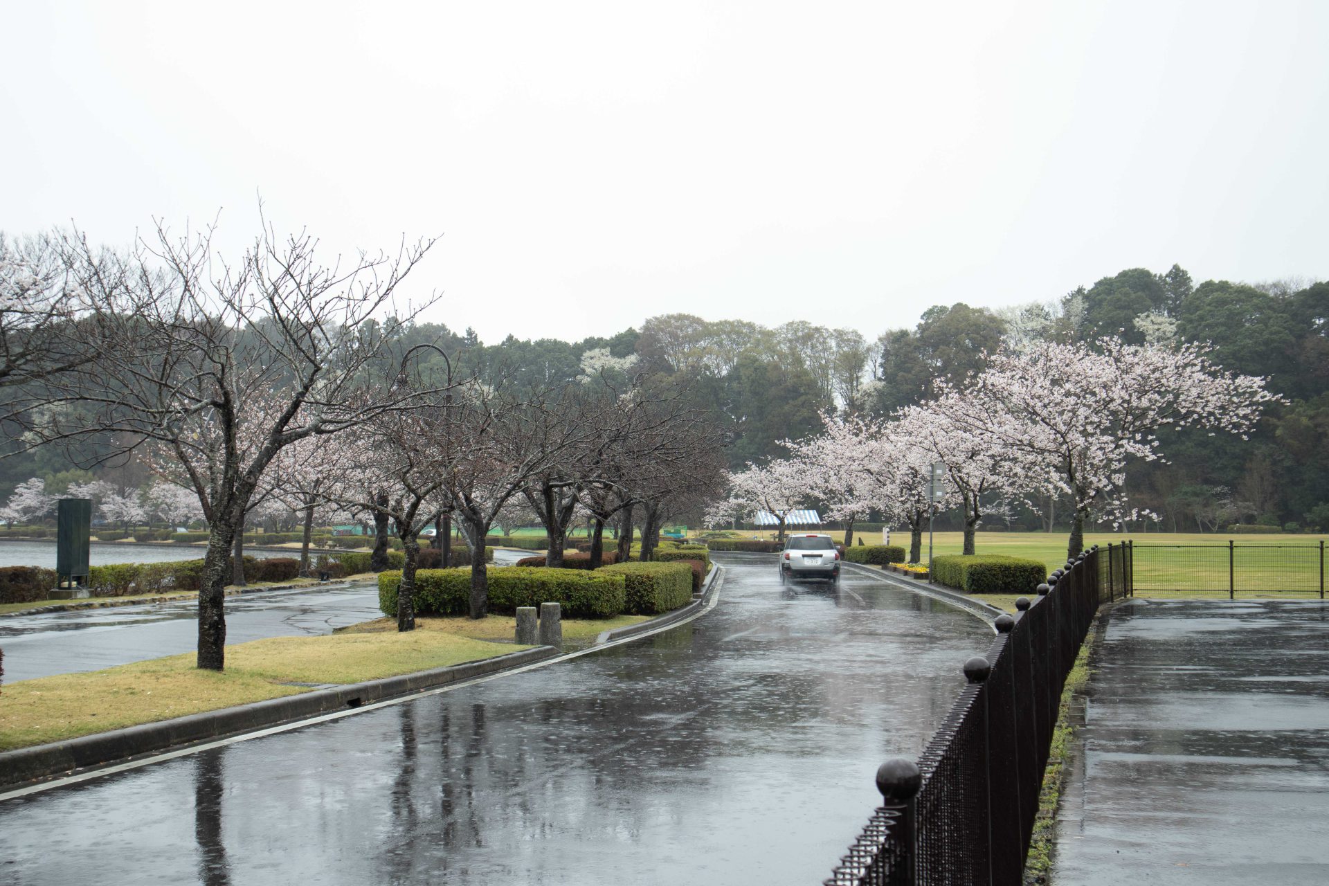 桜　雨　230326 (1 - 1)